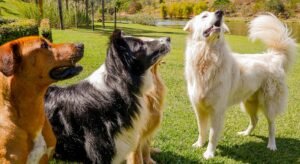 Quanto custa alimentar um cachorro com Cão Gourmet?