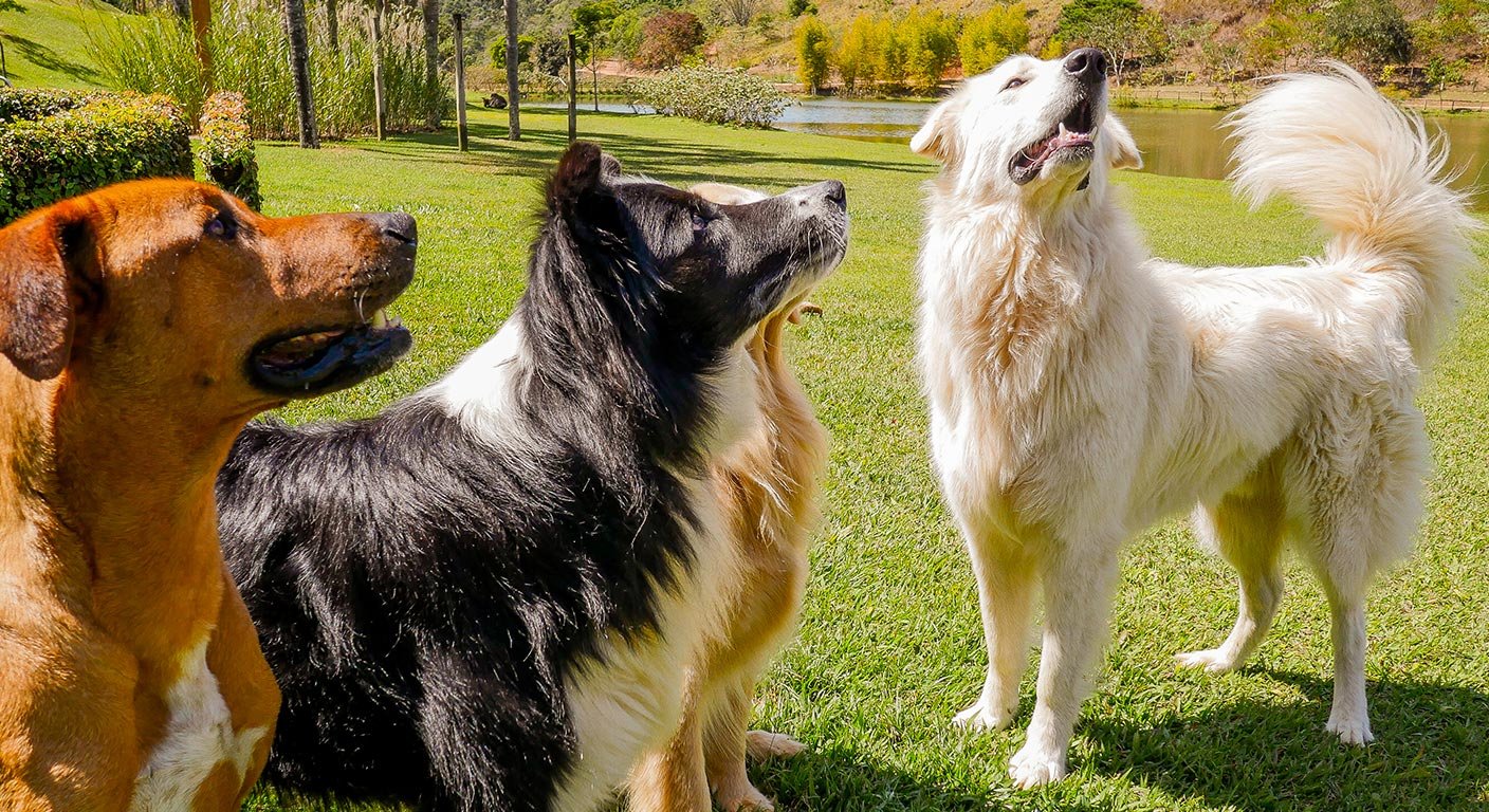 Quanto custa alimentar um cachorro com Cão Gourmet?