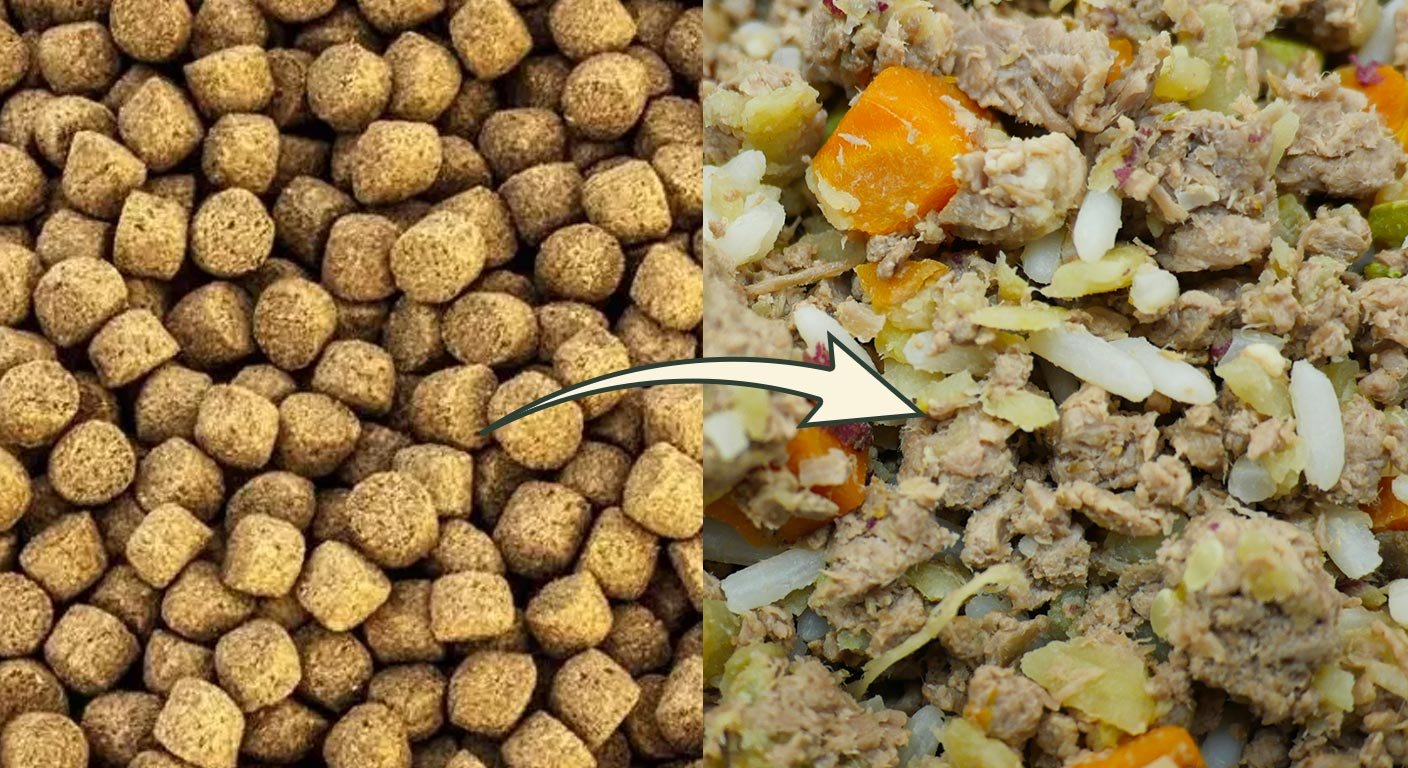 Como começar a introduzir a Cão Gourmet para cães?