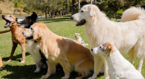 Como a Cão Gourmet calcula a quantidade ideal de alimentação natural para o meu cachorro?