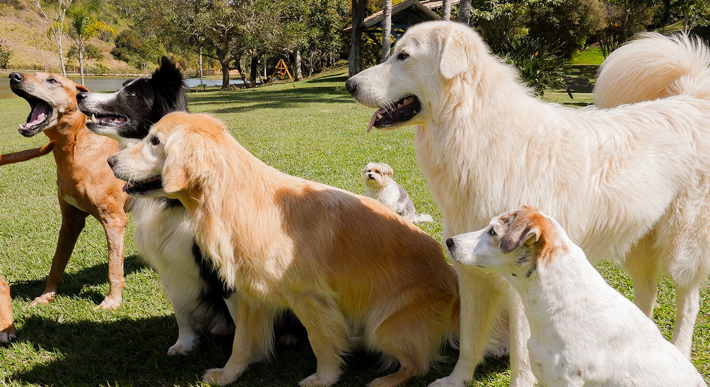 Como a Cão Gourmet calcula a quantidade ideal de alimentação natural para o meu cachorro?